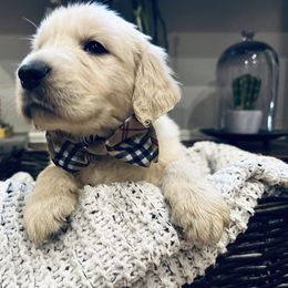 Charlie - Light golden male Golden Retriever puppy in Oconto, Wisconsin from Abbie's Golden Retrievers