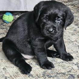 Everly - Labrador Retriever