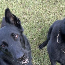 German Shepherds from Haus des Schutzes