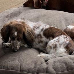 Bella or Bell Bell - Dachshund