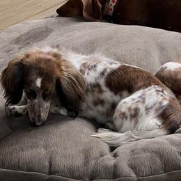 Bella or Bell Bell - Dachshund