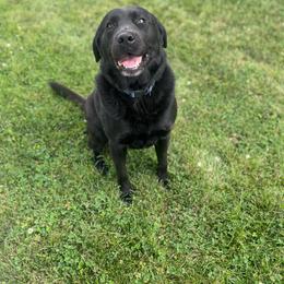 Chubbs - Black male Dilute Retriever puppy in Kenton, Ohio from Lynn Valley Labradors