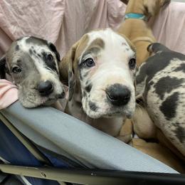 Great Dane Puppies from Starlight Danes