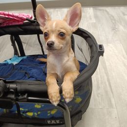 Chihuahua All Grown Up from Chi Angels