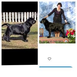 Labrador Retriever Puppies from Sound View Labradors East