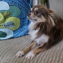 Fig - Chihuahua