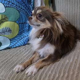 Fig - Chihuahua