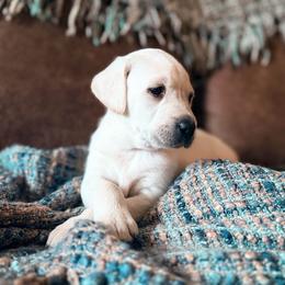 Cupid - Yellow male Labrador Retriever puppy in Sweet Home, Oregon from Knotty Creek Labradors
