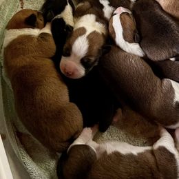Border Collies and Companion Crosses from Chelsea’s Cowgirl Corgis