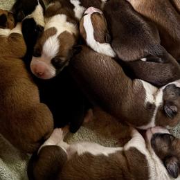 Border Collies and Companion Crosses from Chelsea’s Cowgirl Corgis