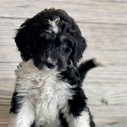 Aussiedoodle and Bernedoodle Puppies from North 40 Doodles