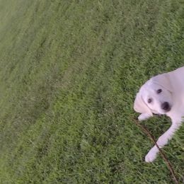 Labrador Retrievers from D&A lab's