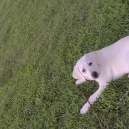 Labrador Retrievers from D&A lab's