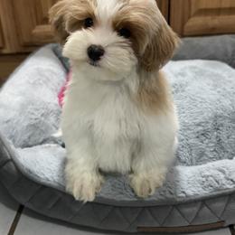 Katie - Parti female Maltipoo puppy in Berea, Kentucky from Blair’s Furry Friends