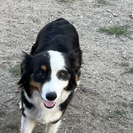 Yotan  - Australian Shepherd