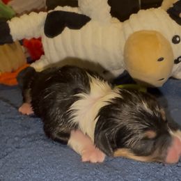 Green Cow - Black and tan male Pembroke Welsh Corgi puppy in Summerfield, Florida from Promise Land Farm