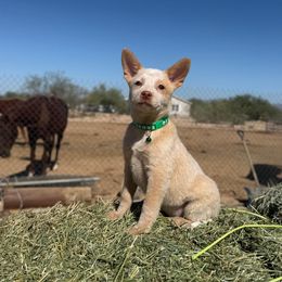 Cactus - Red speckled male Australian Cattle Dog puppy in Tucson, Arizona from Socattleranch’s Corgi’s