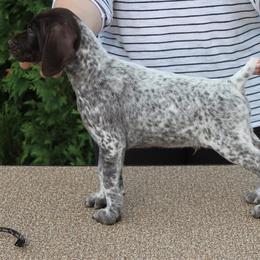 German Shorthaired Pointer Puppies from Hotwired GSPs