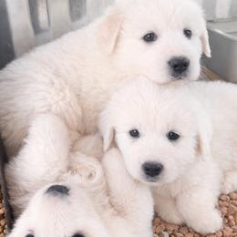 Great Pyrenees puppies from Outlaw Acres Farm & Kennels
