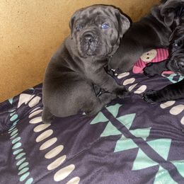 Boy 4 - Cane Corso puppy from West By God Virginia Cane Corso