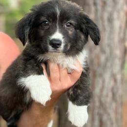 Brindle Fluff - Brindle and white male American Corgi puppy in Nashville, Arkansas from Whisenhunt Farms