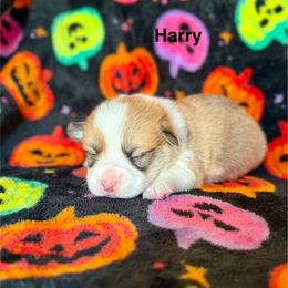 Harry - Red male Pembroke Welsh Corgi puppy in Waverly, Iowa from A Hurd of Corgis