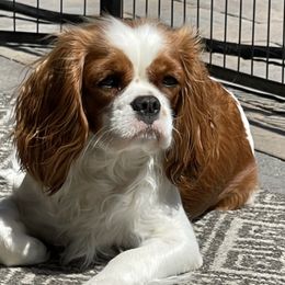 Cavalier King Charles Spaniels from Black Mountain Ranch