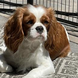 Cavalier King Charles Spaniels from Black Mountain Ranch