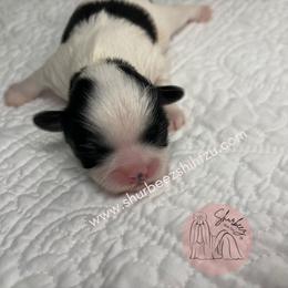 Shih Tzu Puppies from Shurbeez Shih Tzu