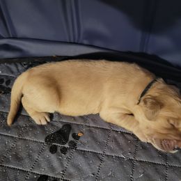 Golden Retriever and Pug Puppies from Paradise Peaks