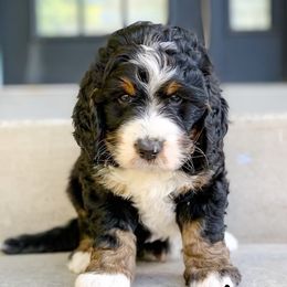Bernedoodles and Goldendoodles from Chamber Doodles