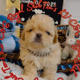 Chihuahua and Shih Tzu Puppies from C&E Royal Shih Tzu