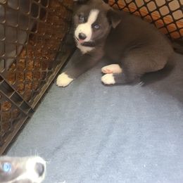 Pomsky Puppies from Ultimate Pomskies LLC