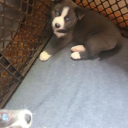 Pomsky Puppies from Ultimate Pomskies LLC