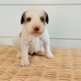 Sandy - Parti female Goldendoodle puppy in Livermore, Colorado from Heritage Hills Family Doodles