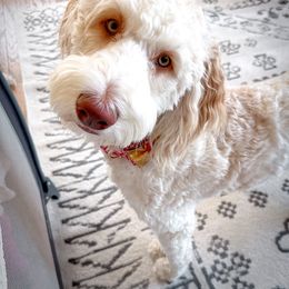 Double Doodle, Goldendoodle, Poodle, Yorkipoo, and Yorkshire Terrier All Grown Up from Edgewater Doodles & Designer Pups