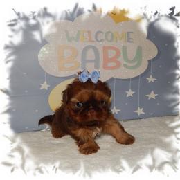 Rolo - Chocolate and tan male Shih Tzu puppy in Lawrenceburg, Tn, Tennessee from Shedd's Shih Tzus