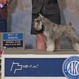 Miniature Schnauzer puppies from Vaquera Miniature Schnauzers