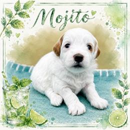 Mojito - Parti female Goldendoodle puppy in Hendersonville, North Carolina from Kim's Cove