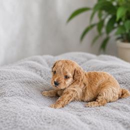 Talia - Apricot female Maltipoo puppy in Oklahoma City, Oklahoma from Red Okie Poos