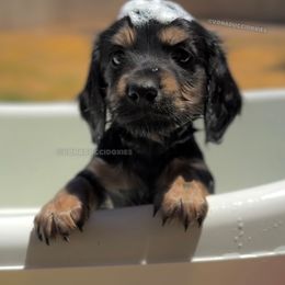 Bronner - Black and tan male Dachshund puppy in Arizona from Vonaducci Doxies, LLC.