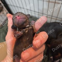 Henry - Chocolate and tan male Dachshund puppy in Blanchard, Oklahoma from Dusty Road Doxies