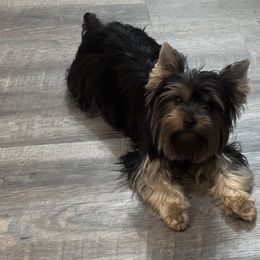 Yorkshire Terrier Puppies from Dreams Come True Yorkies