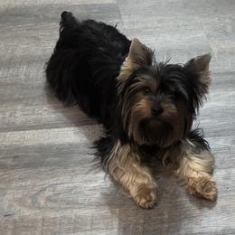 Yorkshire Terrier Puppies from Dreams Come True Yorkies