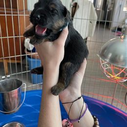 "Blue boy puppy, K litter 2022" German Shepherd Puppies from Schonwasser Shepherds
