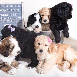 Bernedoodle Puppies from Sugarcreek Haven Bernedoodles