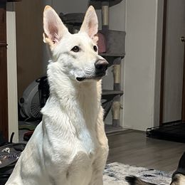 Ghost - German Shepherd