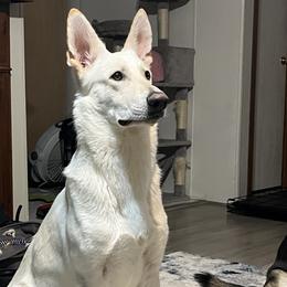 Ghost - German Shepherd