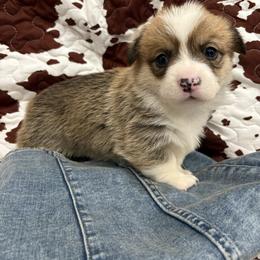 Sarge- Sargent - White and red male Pembroke Welsh Corgi puppy in Dugspur, Virginia from Camelot Corgis