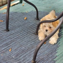 Maltese Puppies from My Precious pups